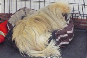 Picture of Ho Chu