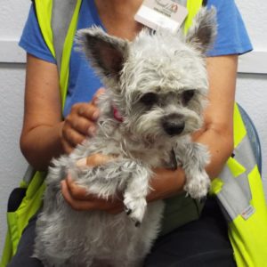 Picture of Holly