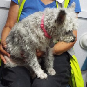 Picture of Holly
