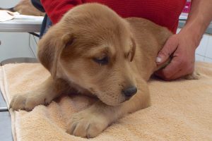 Picture of Lola