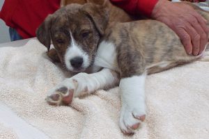 Picture of Louie