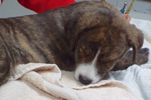 Picture of Louie
