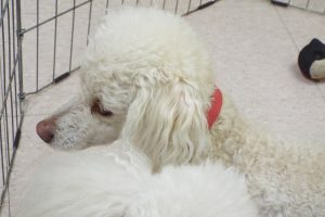 Picture of Louie