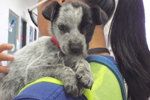 Baby Lovey