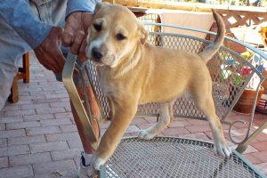 Picture of Max