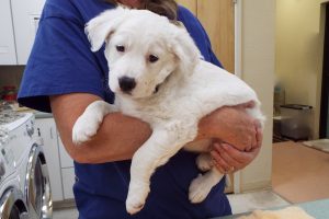 Picture of Moonbeam