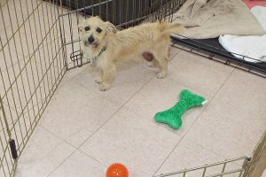 Picture of Odie
