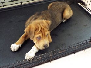Picture of Petunia
