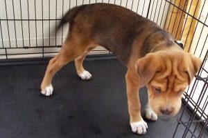 Picture of Petunia
