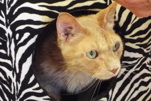 Picture of Romeo