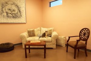 Picture of Cat Visitation Room