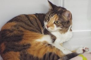 Picture of Sofie