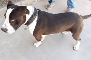 Picture of Sparky Boy