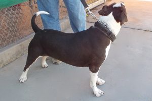 Picture of Sparky Boy