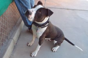 Picture of Sparky Boy