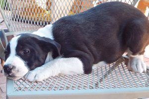 Picture of Spot