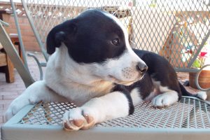 Picture of Spot