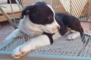 Picture of Spot