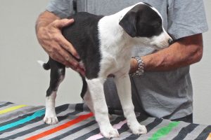 Picture of Spot