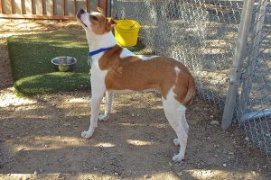 Picture of Spot
