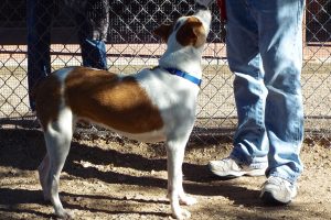 Picture of Spot