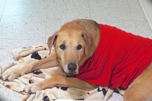 Picture of Bailey