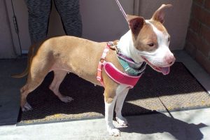 Picture of Bella Ann
