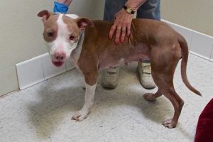 Picture of Bella Ann