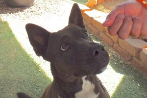 Picture of Chiquita