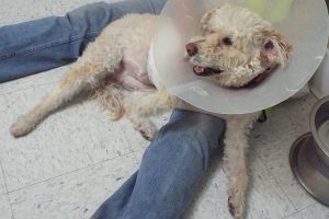 Picture of Collette