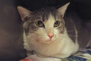 Picture of Gizmo