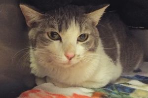 Picture of Gizmo