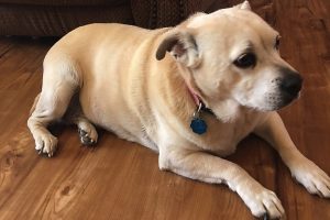 Picture of Maggie