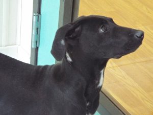 Picture of Mara