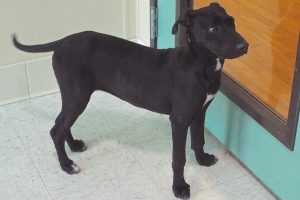 Picture of Mara