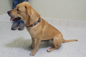 Picture of Nala