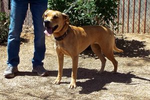 Picture of Nala