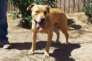 Picture of Nala