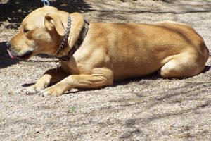 Picture of Nala