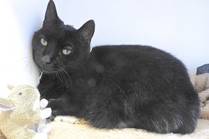 Picture of Stumpy