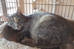 Picture of Annie