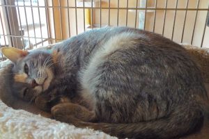 Picture of Annie