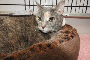 Picture of Annie
