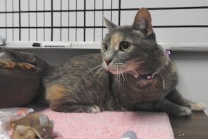 Picture of Annie