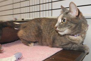 Picture of Annie