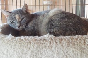 Picture of Annie