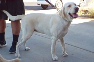 Picture of Bella