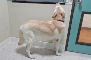 Picture of Big Buddy