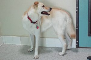Picture of Big Buddy