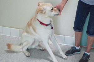 Picture of Big Buddy